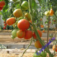 Редкие сорта томатов Красный Полосатый Пушистый Боров